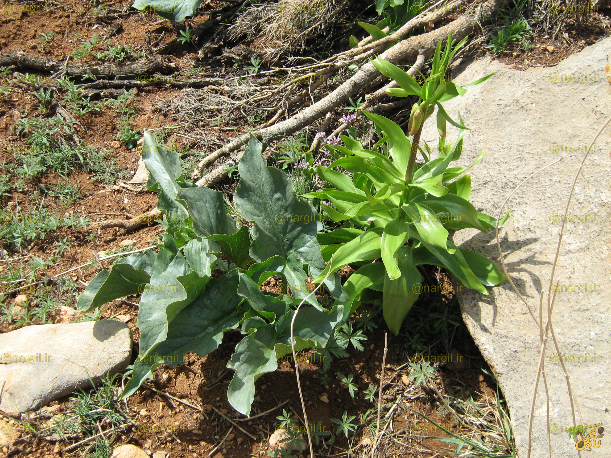  Biarum bovei